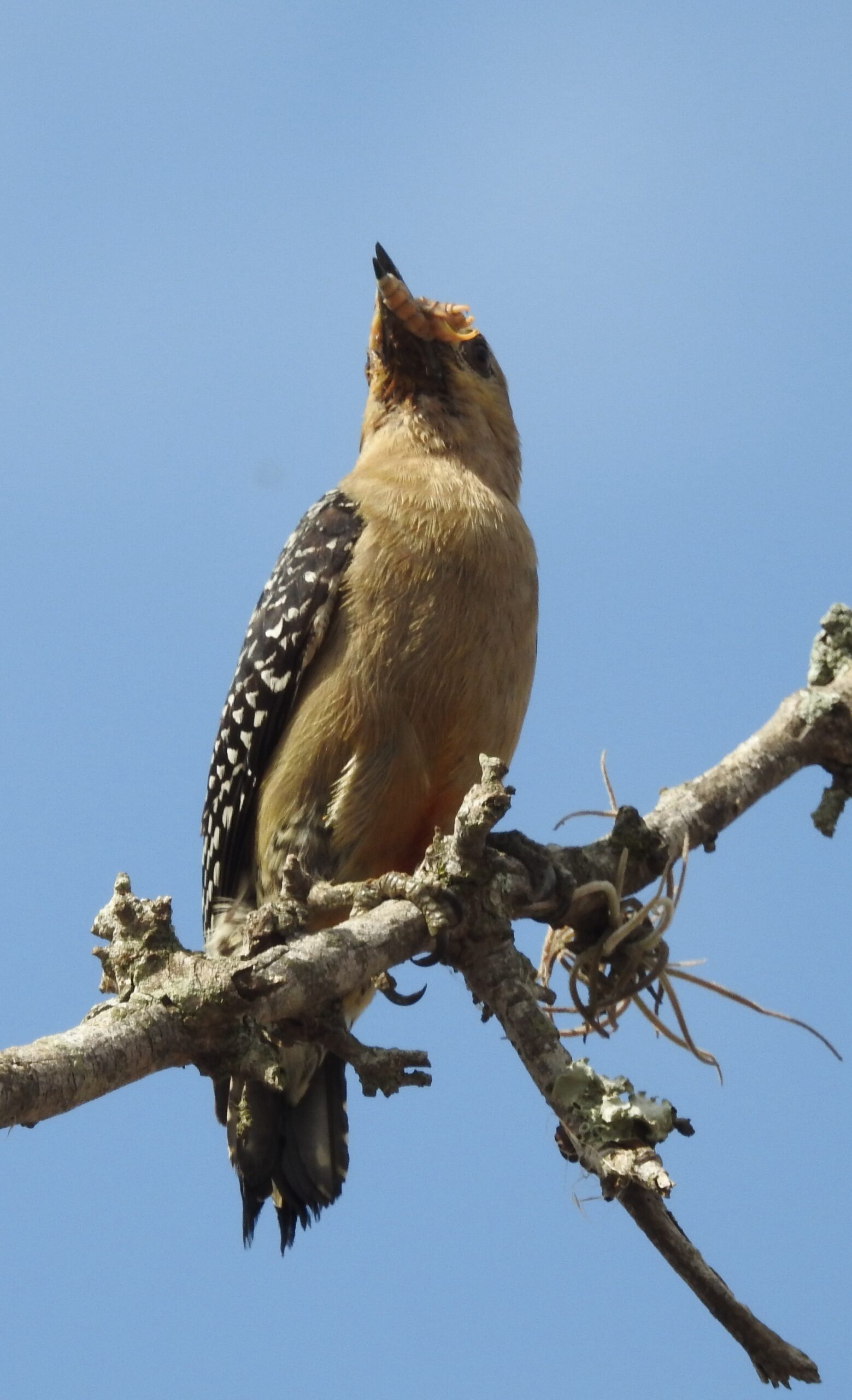 Melanerpes rubricapillus 4 copy
