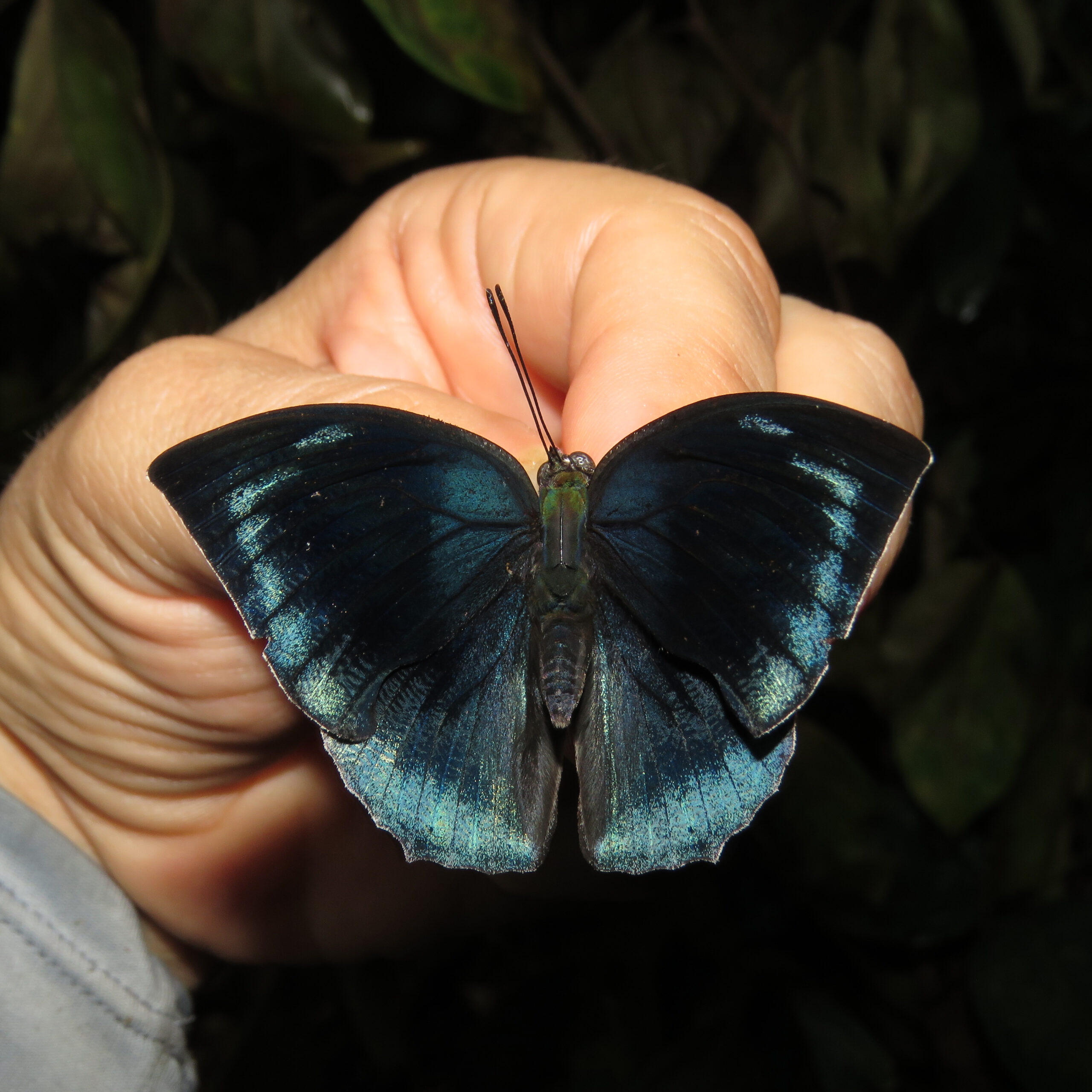 Memphis cleomestra IMG_8964