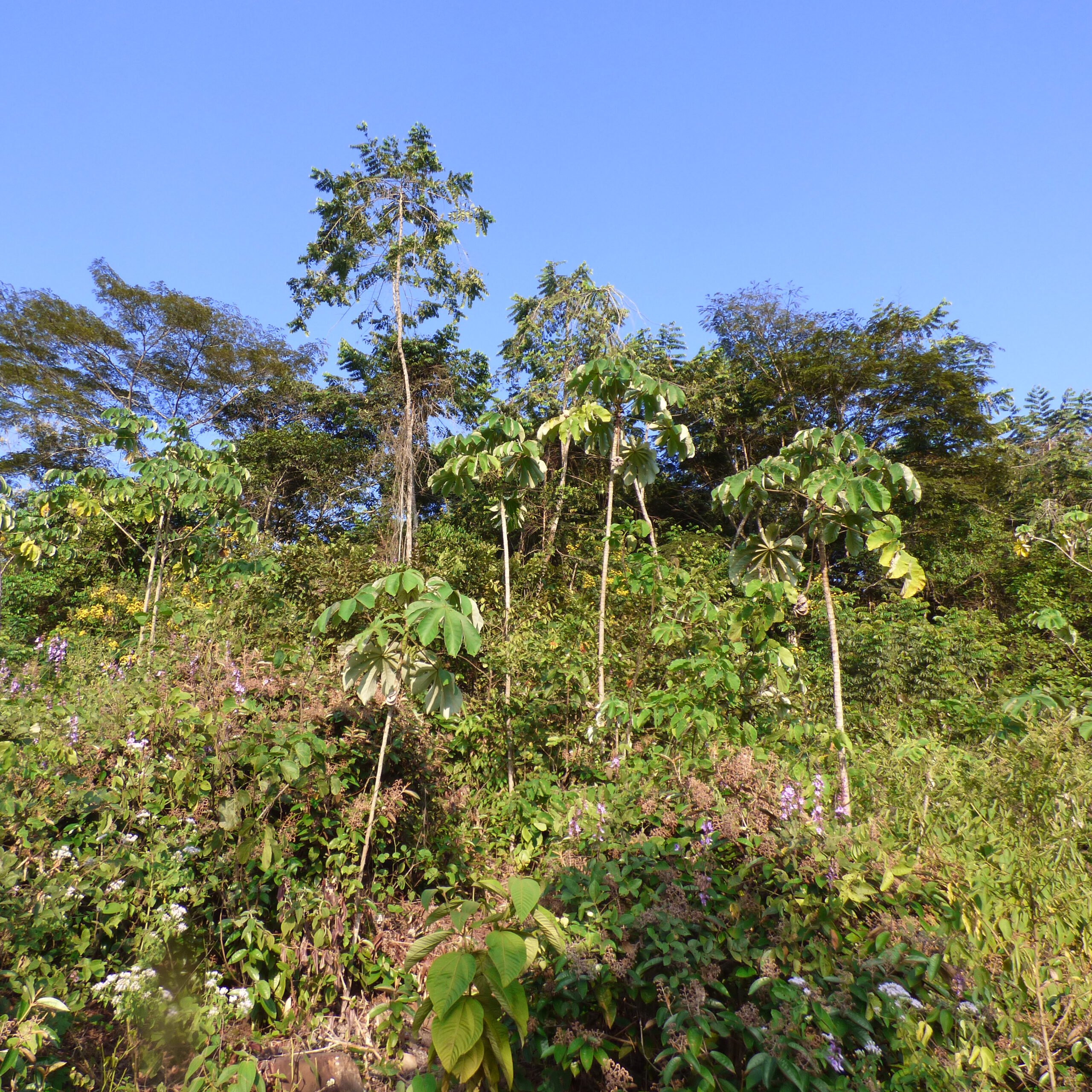 Rastrojo santandereano 2